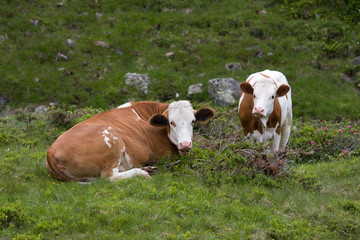 Fototapeta na wymiar Two cows rasting on meadow