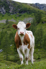 Fototapeta na wymiar Lovely calf standing on meadow
