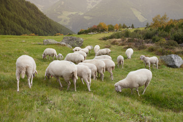 Obraz premium flock of sheep in an italian mountain pasture
