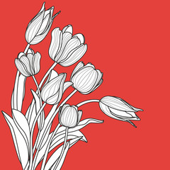 Beautiful white tulip flowers bouquet on red background. Vector