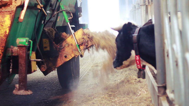 Cows feeding process on farm. Cows in barn on modern dairy farm. Calf feeding on milk farm. Livestock in barn. Farm tractor. Agricultural equipment. Agriculture industry