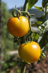 yellow tomato of Thailand
