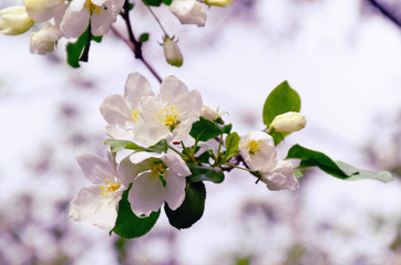 White Apple Tree Blossoms in May against Blurred Light Background
