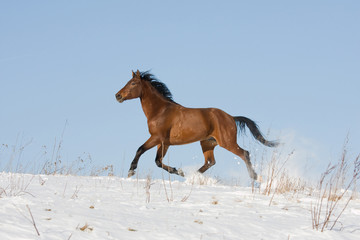 Fototapeta na wymiar Brown horse running through snowy meadow
