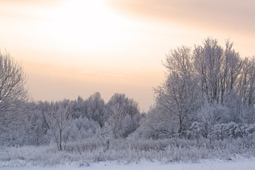 Obraz na płótnie Canvas Winter forest covered with snow