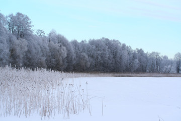 Winter lake and forest