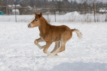 Portrait of running sweet foal