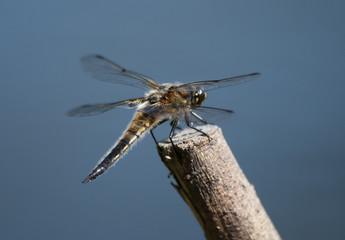 dragonfly on a branch
