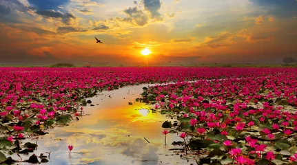 Papier Peint photo fleur de lotus Soleil levant fleur de lotus en Thaïlande