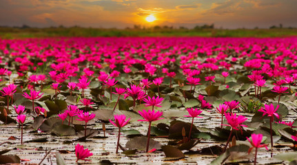 Naklejki  Wschodzący kwiat lotosu w Tajlandii
