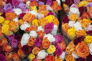 Fototapeta na wymiar Colored Roses on Sale in Market, Bonn