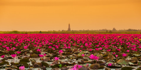 Sea of red lotus , Marsh Red lotus Sea of red lotus Thailand
