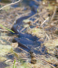  snake hiding amongst water laker 