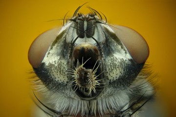 cabeza de una mosca desde abajo realizada con la tecnica del apilado de imagenes