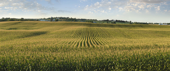 Midwestern cornfield in late afternoon sun panorama - obrazy, fototapety, plakaty