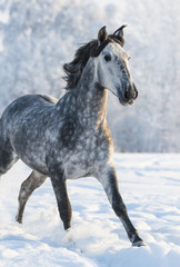 Obraz na płótnie Canvas Grey purebred Spanish horse run gallop in winter
