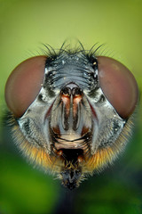 cabeza de una mosca realizada con la tecnica del apilado de imagenes
