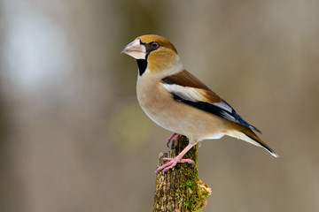 Fototapeta premium Hawfinch Coccothraustes on a branch