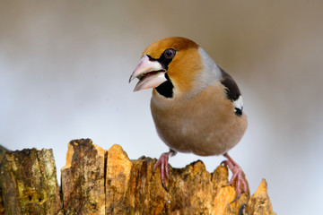 Hawfinch Coccothraustes on a branch