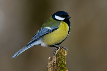 Great tit on a branch