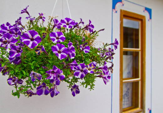 Hanging flower pot
