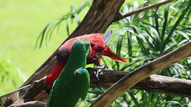 The Eclectus Parrot (Eclectus roratus) - pair perched on a branch in Bali Bird park, Indonesia.