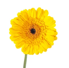 Cercles muraux Gerbera fleur de gerbera jaune