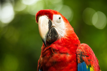 Scarlet Macaw parrot