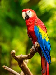 Wall murals Parrot Scarlet Macaw parrot
