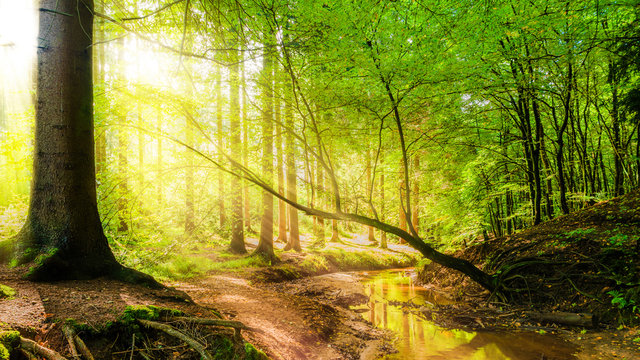 Fototapeta Wald mit Bach und Sonne