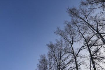 Верхушки деревьев без листьев на фоне голубого неба весенним солнечным днем