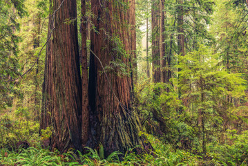 Coastal Redwood Forest
