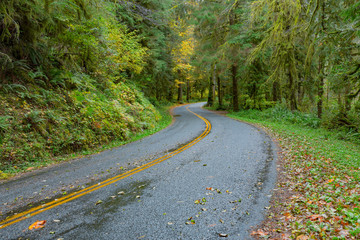 Obraz premium Road at Hoh Rainforest 