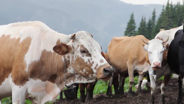 cow chews the food on the farm, Carpathians, Ukraine