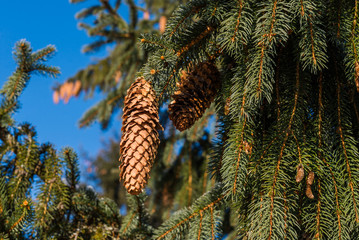 Cone on the tree. Carpathian mountains. Ukraine. 