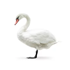 Wall murals Swan white swan isolated on white in high key