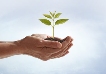 Hands holding a small plant