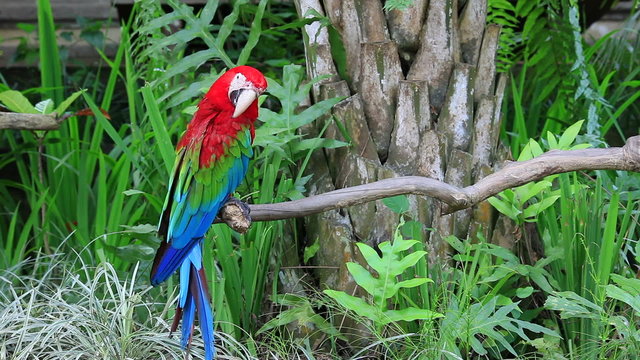 Green-winged Macaw (Ara chloropterus), also known as the Red and green Macaw parrot bird