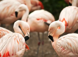 Photo sur Plexiglas Flamant Flamingo birds