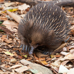 echidna anteater