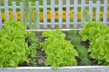 Lettuce growing in the garden