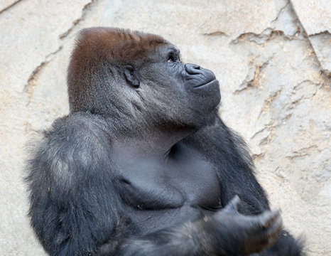 big silverback gorilla