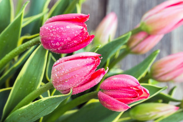 Tulip flowers with water drops. Closeup, selective focus