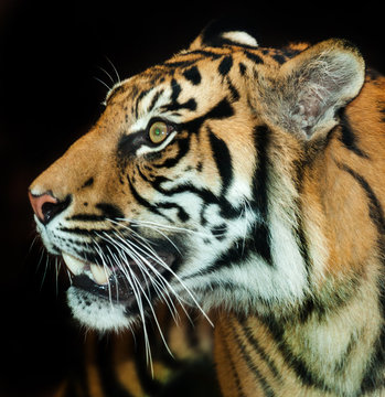 Sumatran tiger