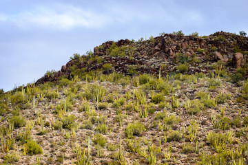 Fototapeta na wymiar Organ Pipe Cactus National Monument