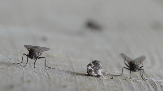 Closeup zweier Fliegen, die aufeinander springen