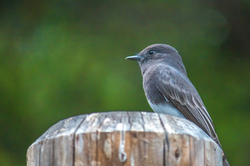 The Wild Black Phoebe Perching on the Wooden Pole