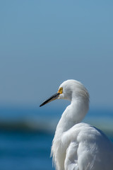 The Snowy Egret Looking at Ocean at Malibu Beach