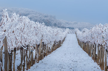 vine row with fresh snow