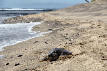 Hawaiian sea turtle on the beach
